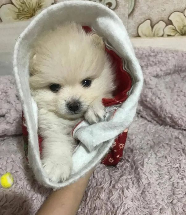 Продам  медвежонка