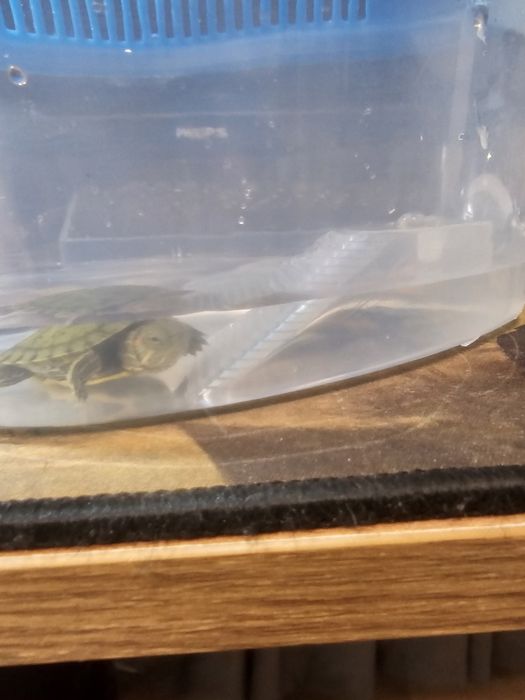 Комплект домик с кормом и черепашкой