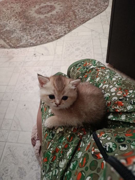 Продам породистых котят