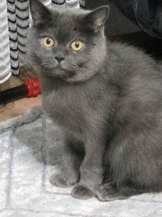 Отдам в добрые руки кота