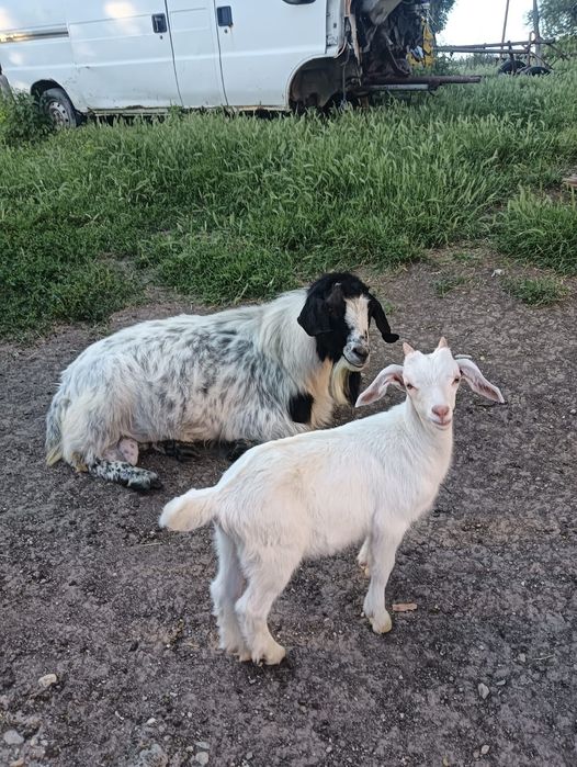 Capră sannen de vânzare vârstă 3 ani ,are un țap și o ieduță de o luna jumate după ea preț 1500 Ron