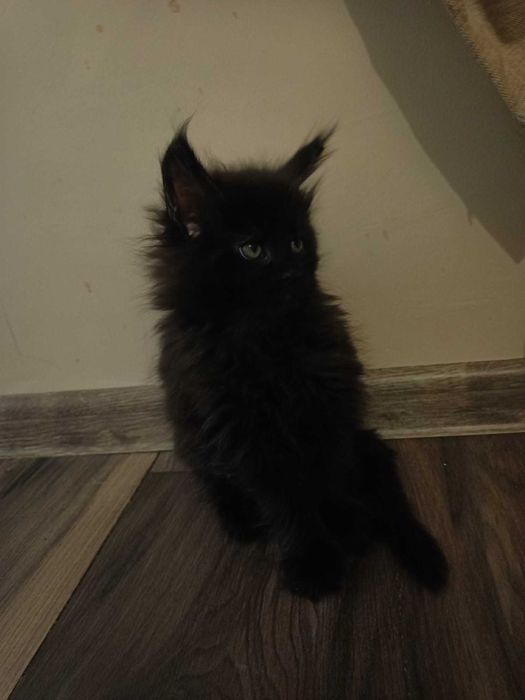 Котенца Мейн куун