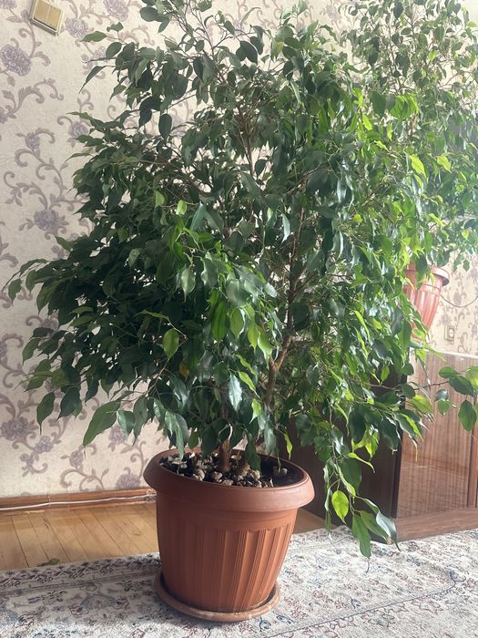 Растения. Дерево. Фикус