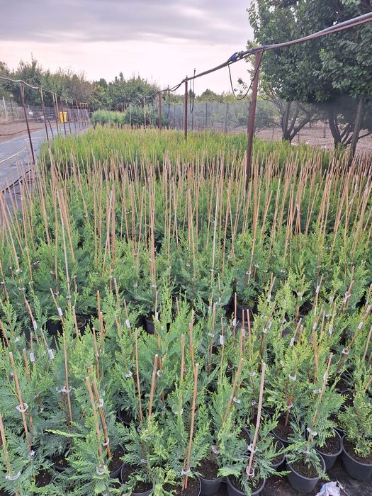 Tuya Leylandi pentru gard viu  crescuți în ghivece diferite mărimi