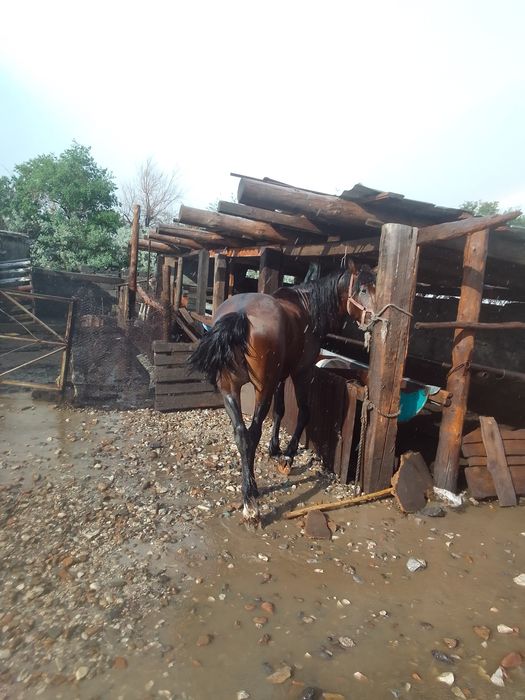 Жеребец, 5 лет..