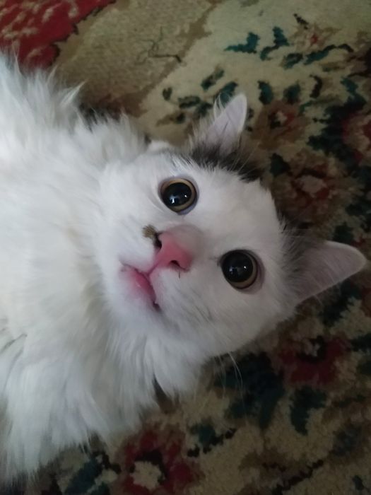 Отдам кота в хорошие руки