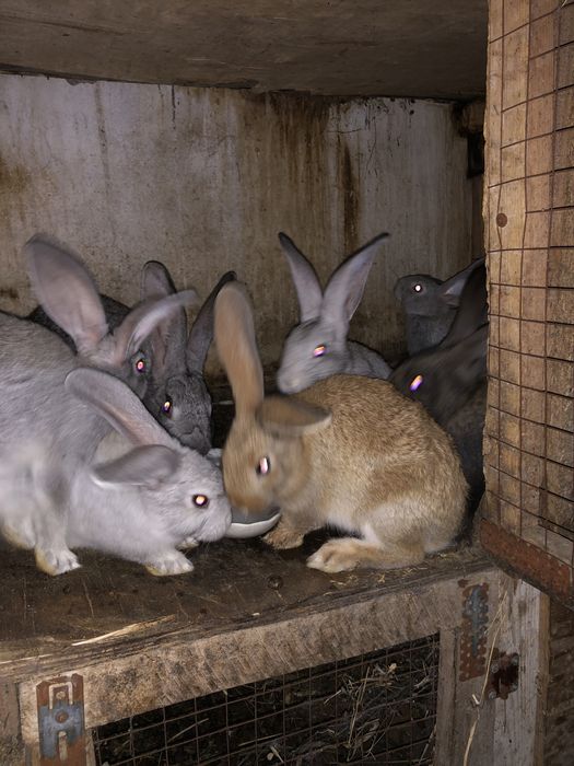 Кролчата на продажу