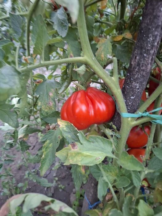 Roșii de vânzare (5 lei/kg)
