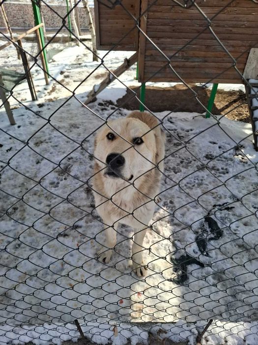 Щенок Алабай, 1-2года, отдадим в хорошие руки