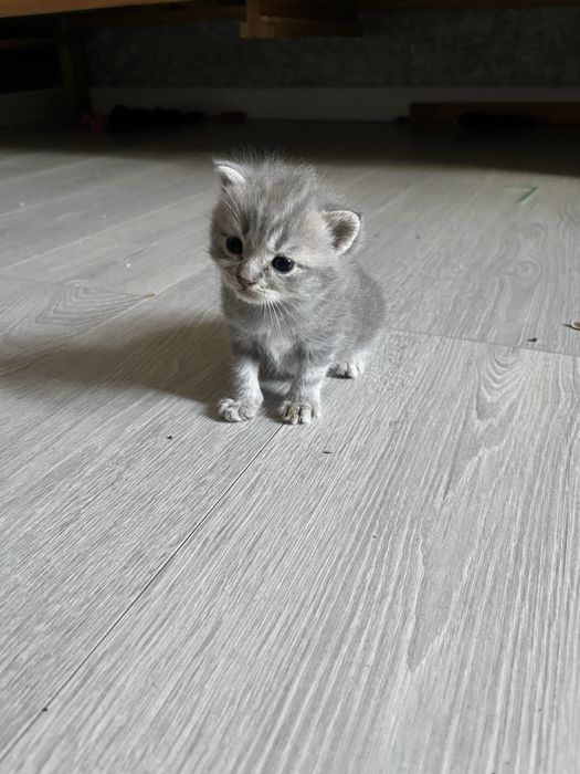 кошки британские вислоухии