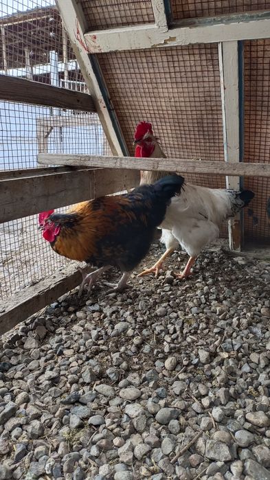 Қораз, Петух, Rooster