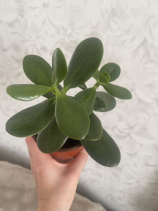 Аихризон, денежное дерево,