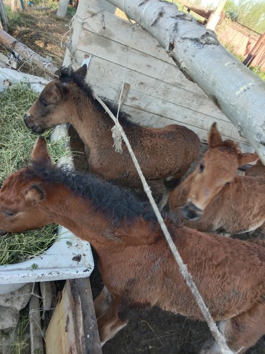 Кулындар сатылады