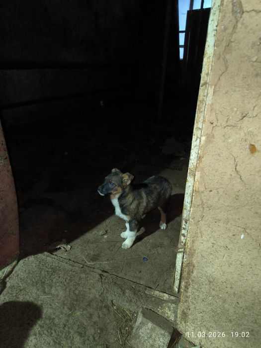 Щенки красавицы ищут дом