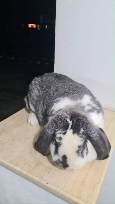 De vânzare 2 femele