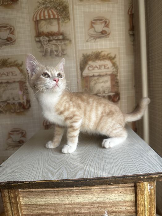 Котенок мальчик в хорошое руки