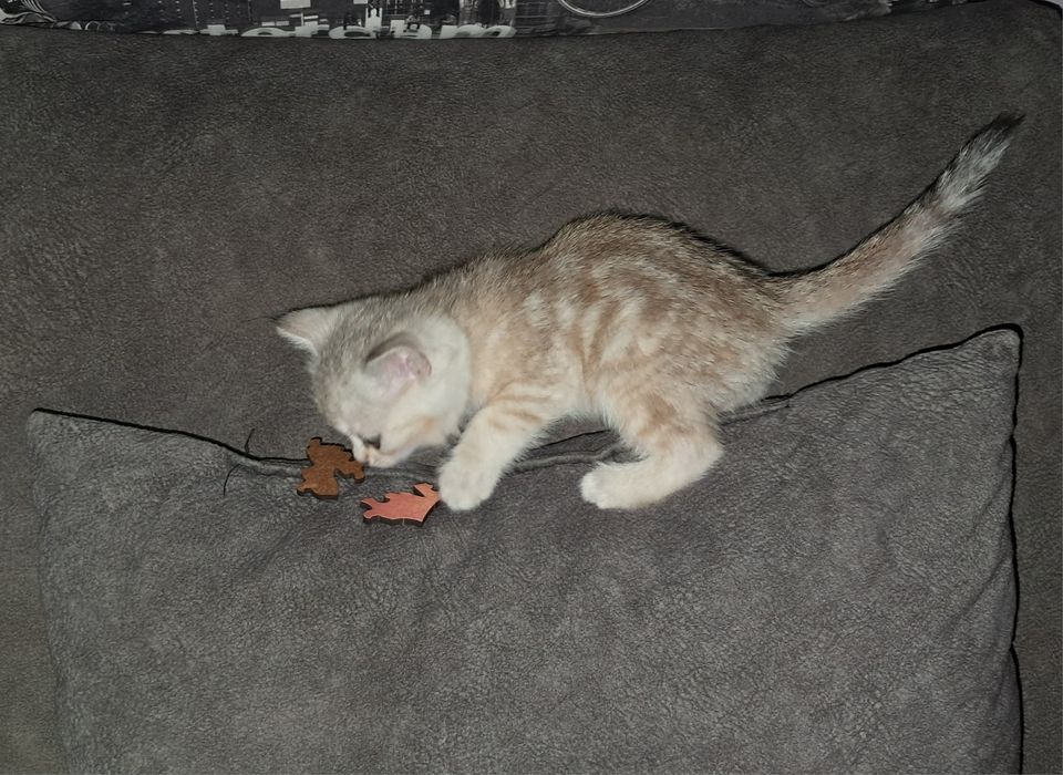 Шотландский котёнок. Девочка