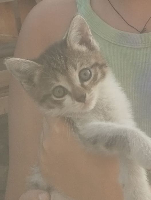 Котик и коешчка ищут хозяев