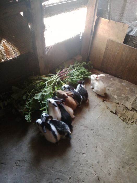 Продам крольчат 3 месецев