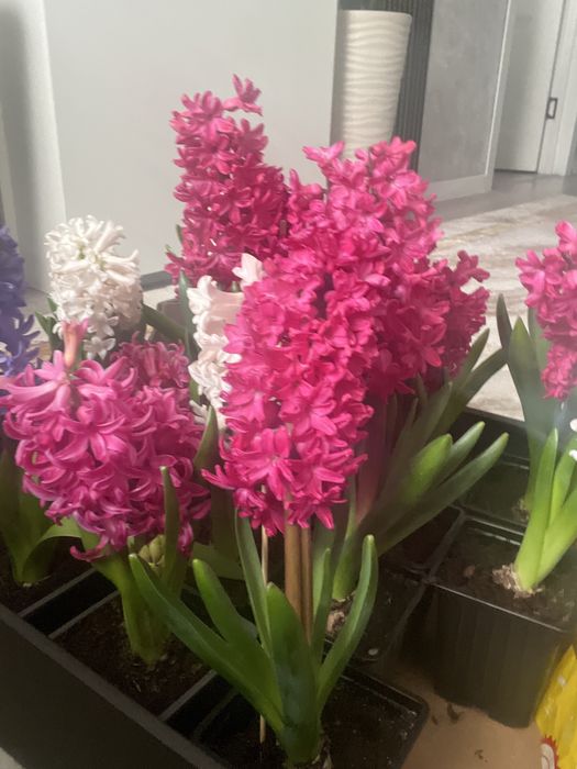 Гепцинт горшковые цветы