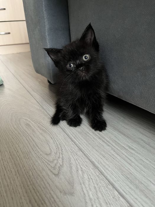 Отдам хорошим людям