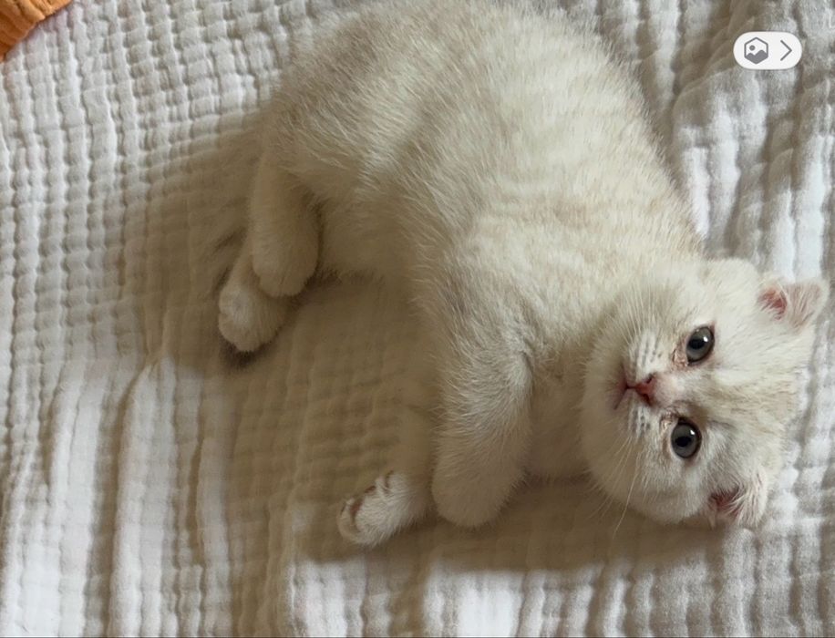 Шотланский веслоухий котик