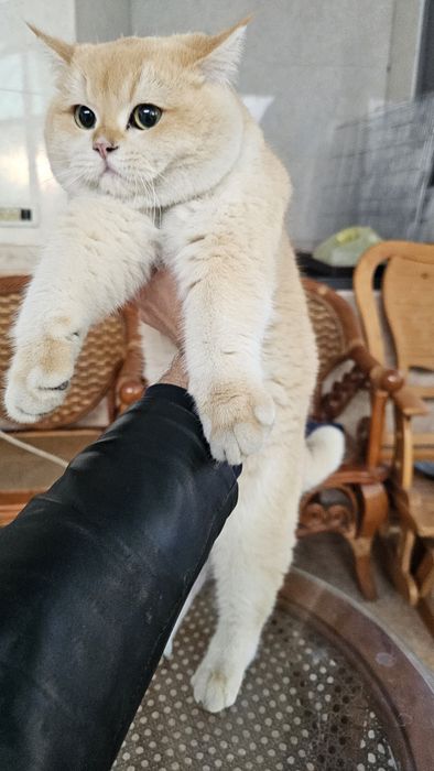 Британский золотая шиншила ny12