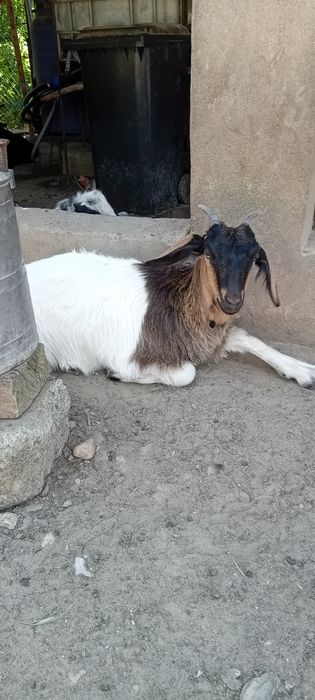 Capre,iezi și țapi de vânzare