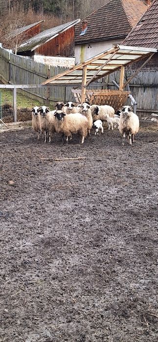 Vând oi de ținut frumoase