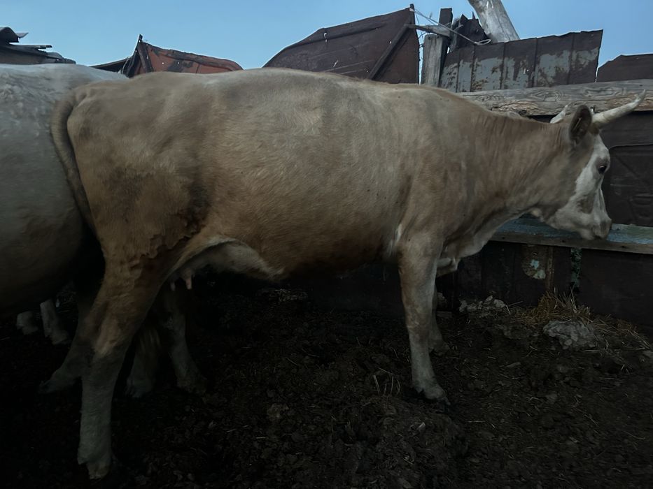 Продам две коровы