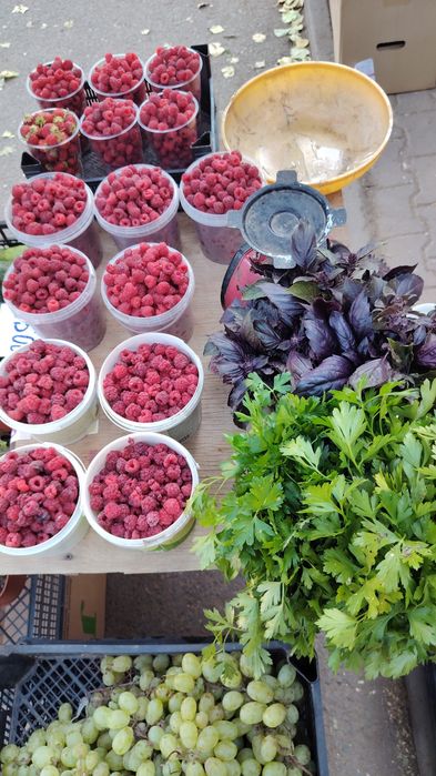 Продам саженцы малины Полька