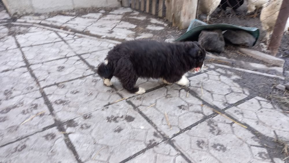 Щенков в добрые руки