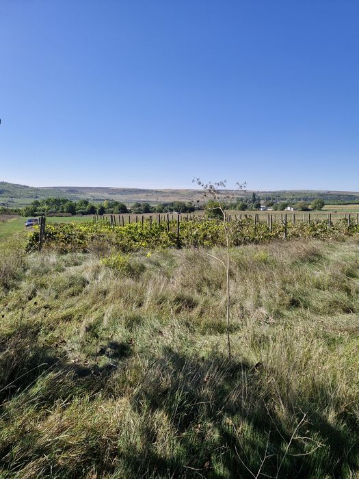 Teren intravilan  Podu Iloaiei