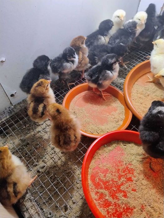 10 pui de gaina Plymouth Rock Barat