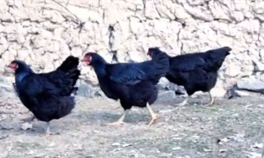 Гигант Корашахзодаларни тухум жужалари сотилади