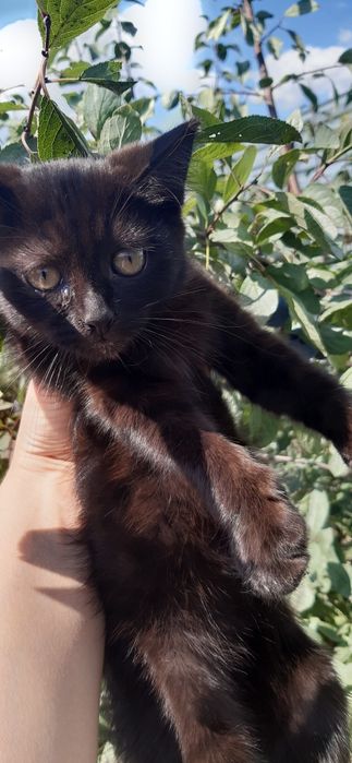 Отдам котёнка девочку .