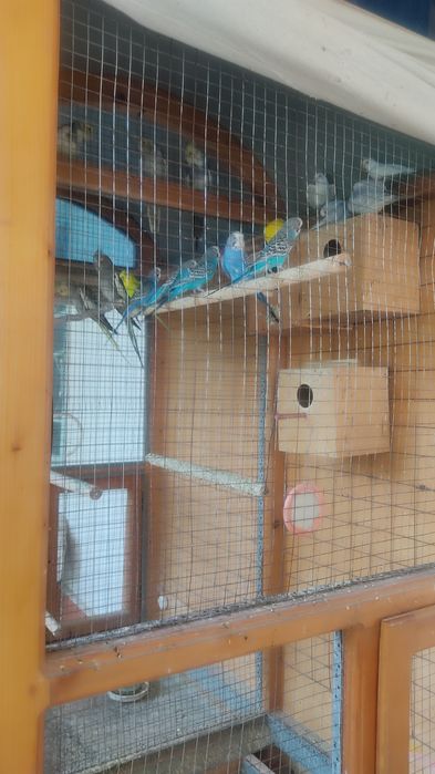 Корелла попугай уяси билан сотилади