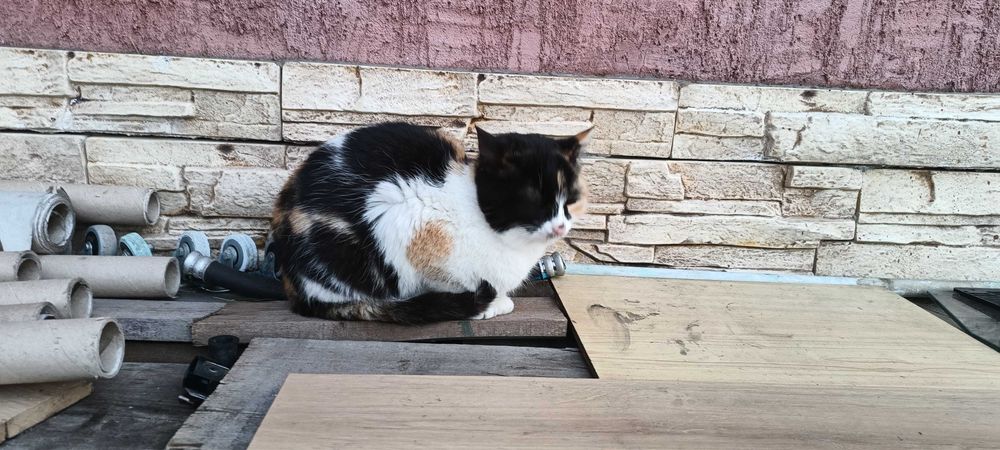 Подарявам малки котета