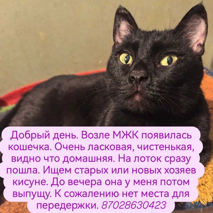 Степногорск. Кисуня ищет дом.