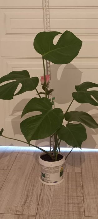 Монстера комнатные цветы