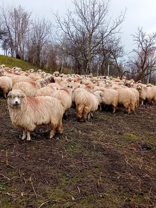 Oi de vânzare preț 700 lei bucata