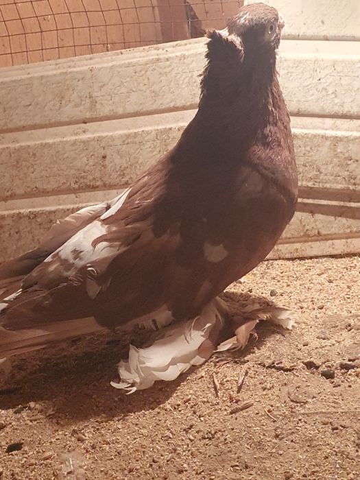 Самец весёлый  продаётся