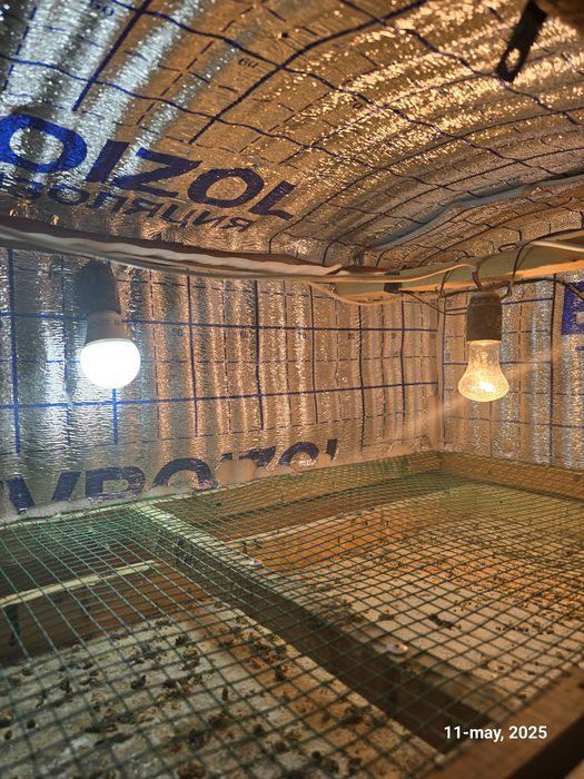 Bruder брудер жужалар учун