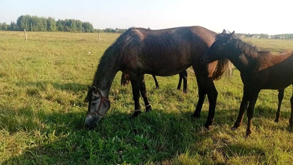 Продам здоровых лошадей