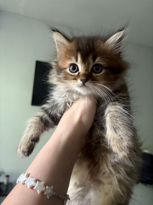 Котята мальчик и девочка шотландские скоттиш фолд