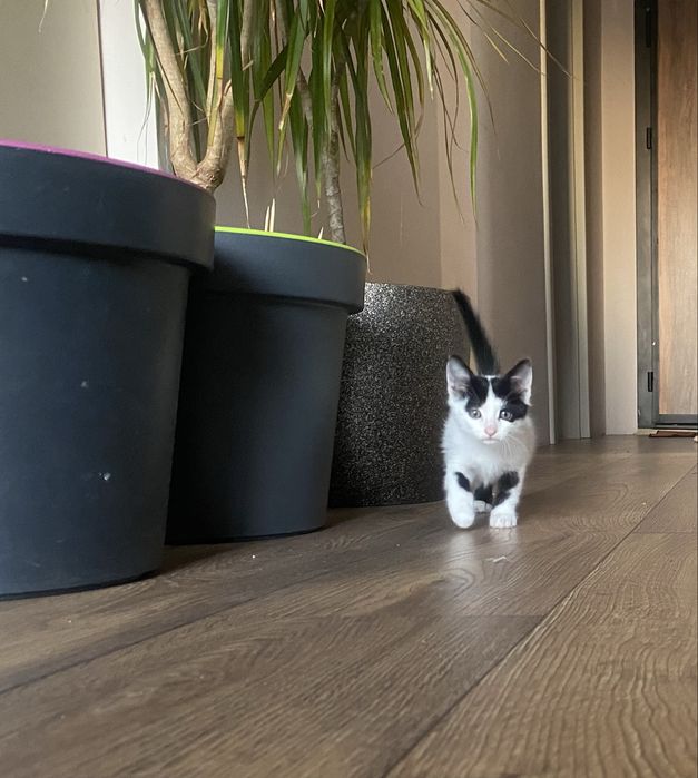 Подарявам котенце