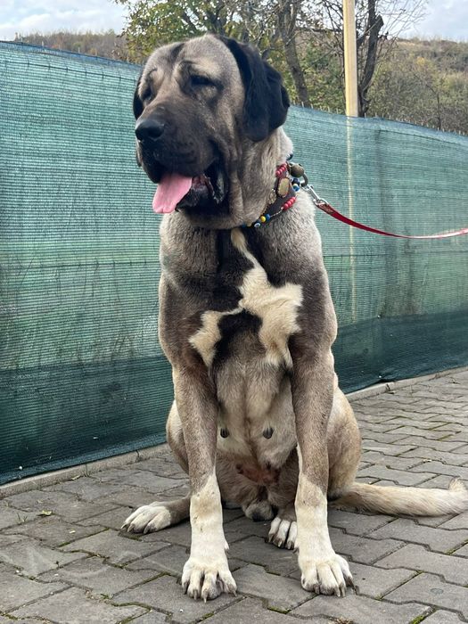 Kangal Coban Kopegi