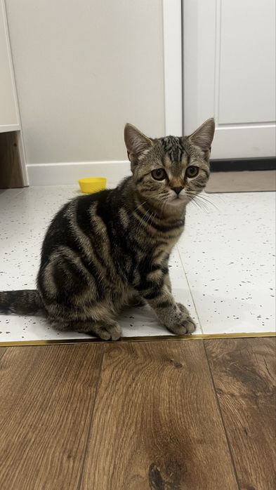 Котенок шотландская прямоухая