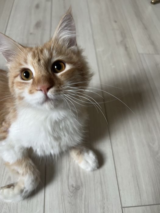 Котенок в добрые руки