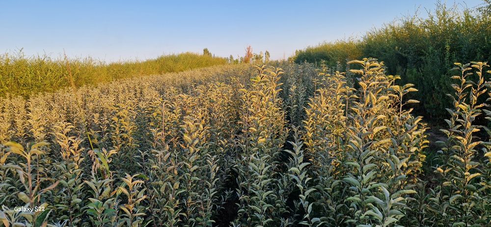 Кошет ассортимент. Саженцы ассортимент